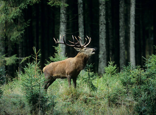 Dachigam National Park Landscape